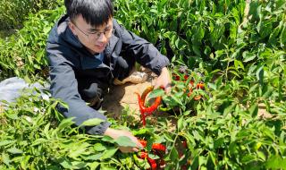 8～9月贵州种什么菜